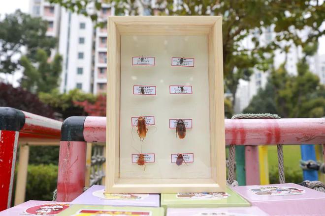 爱国卫生运动进幼儿园“小手拉大手”共筑健康防线(图3)