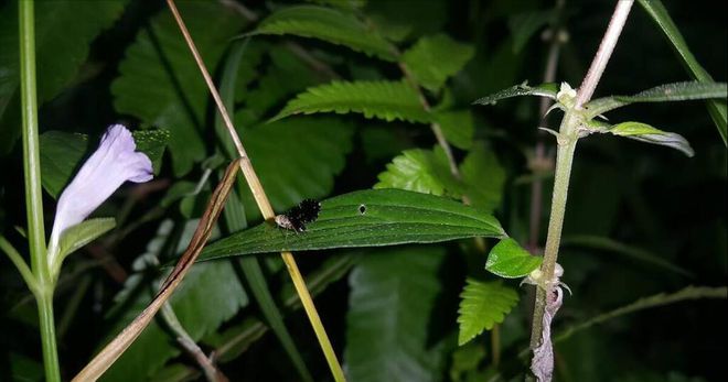 果园消灭果蝇的特效药(图4)