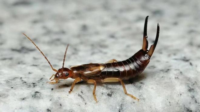 蠼螋长相可怖害虫还是益虫？(图1)