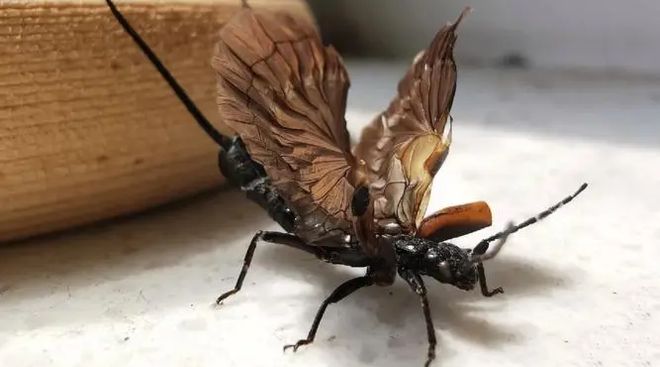 蠼螋长相可怖害虫还是益虫？(图3)