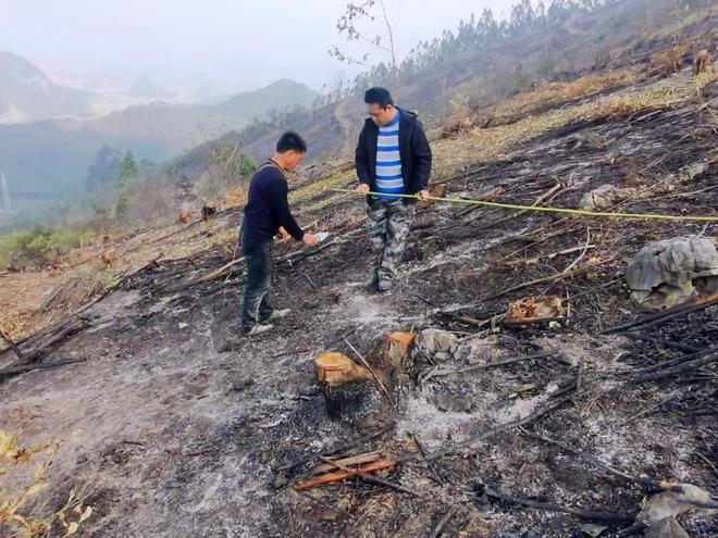 1000元亩！种植桉树第一年我是怎么花钱如流水的？(图2)