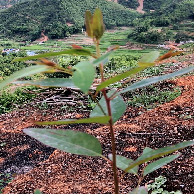 1000元亩！种植桉树第一年我是怎么花钱如流水的？(图7)