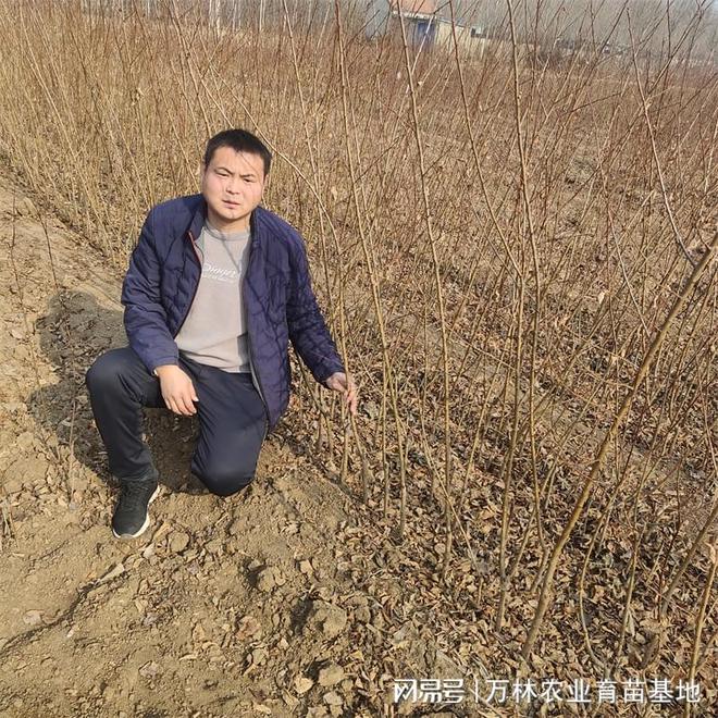 ？美国樱桃李树苗：基地育苗的优质选择(图1)