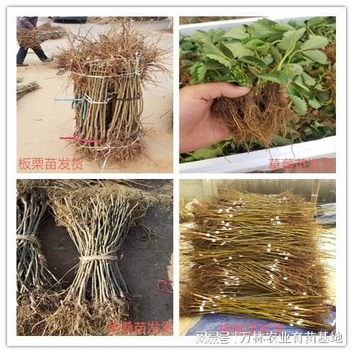 ？美国樱桃李树苗：基地育苗的优质选择(图2)