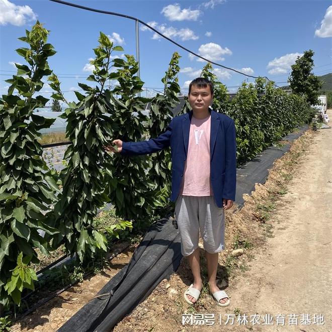 ？美国樱桃李树苗：基地育苗的优质选择(图3)