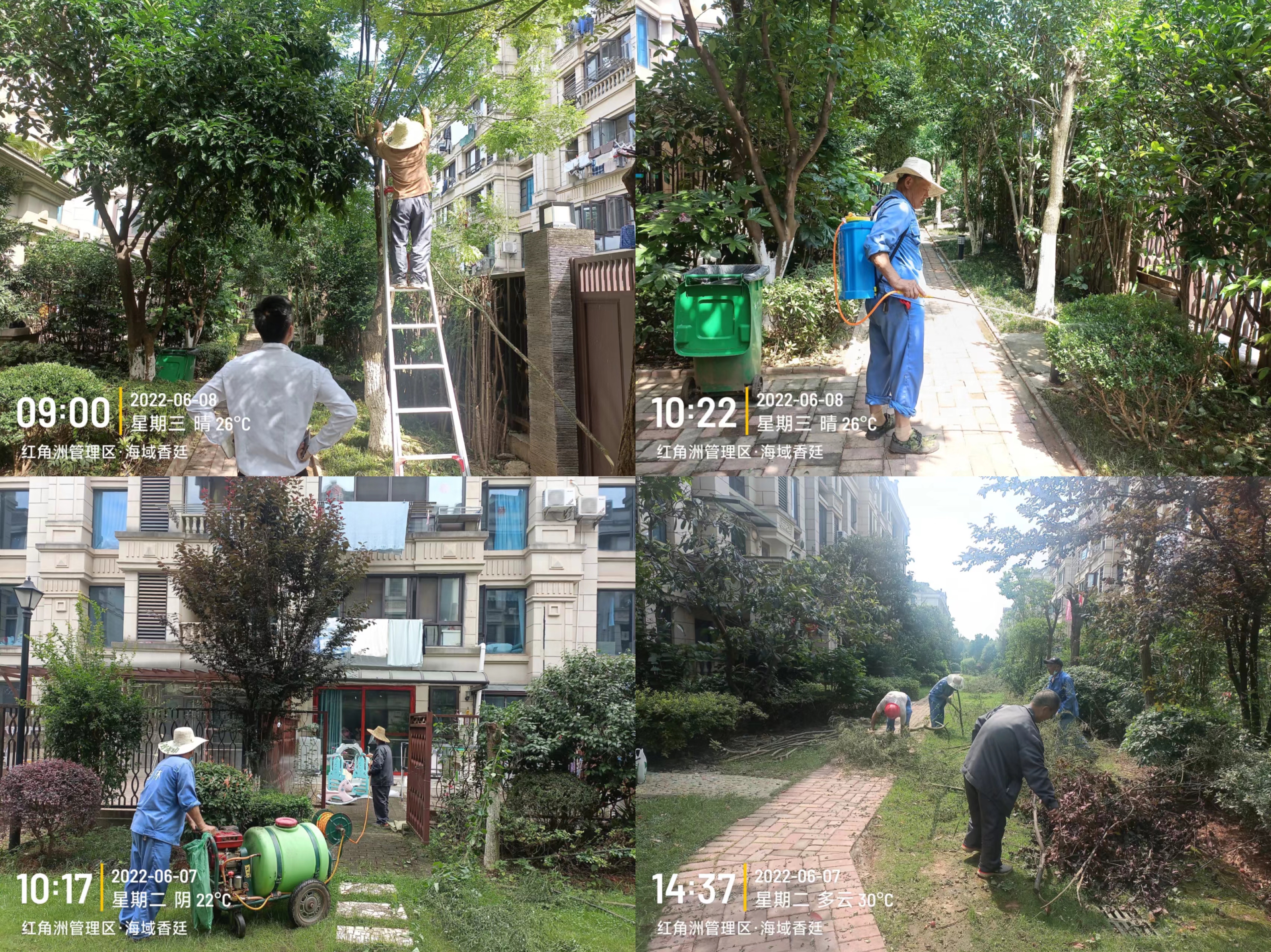 红角洲管理处海域香廷社区全面开展夏日蚊虫消杀活动(图1)