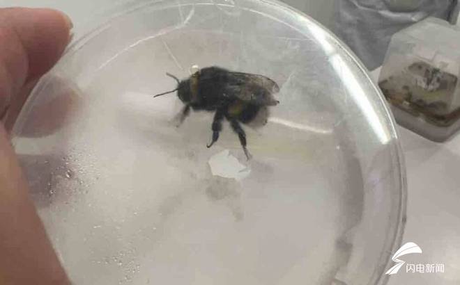 大省挑大梁·绿色先行丨虫虫总动员！培育国产授粉熊蜂替代人工授粉番茄每亩增收1000公斤(图1)