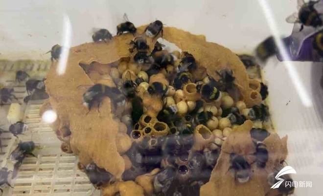 大省挑大梁·绿色先行丨虫虫总动员！培育国产授粉熊蜂替代人工授粉番茄每亩增收1000公斤(图2)