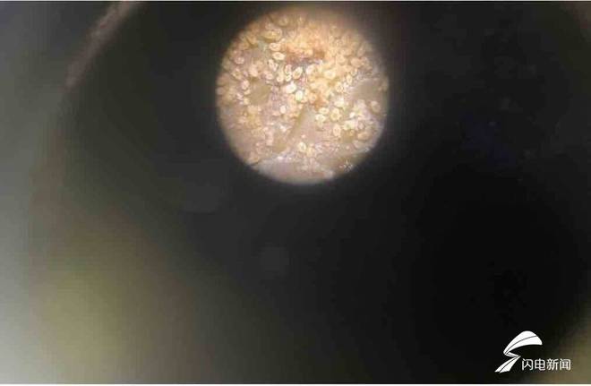大省挑大梁·绿色先行丨虫虫总动员！培育国产授粉熊蜂替代人工授粉番茄每亩增收1000公斤(图4)
