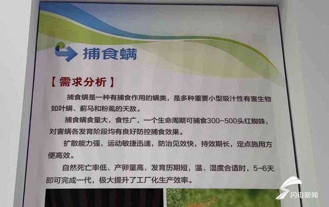 大省挑大梁·绿色先行丨虫虫总动员！培育国产授粉熊蜂替代人工授粉番茄每亩增收1000公斤(图3)