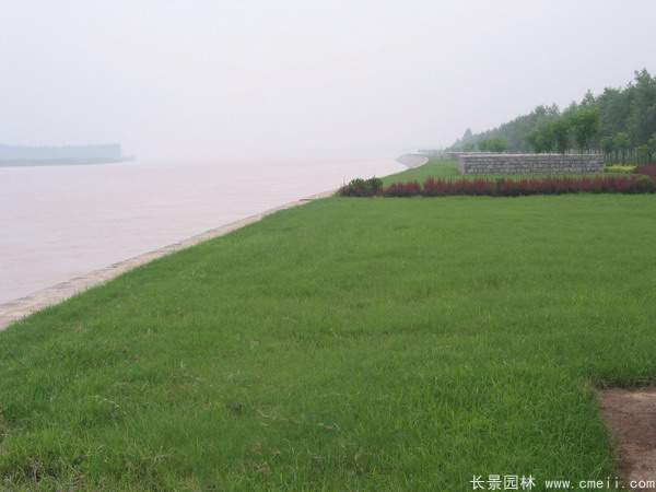 草坪食叶害虫暴发期防治方法(图2)