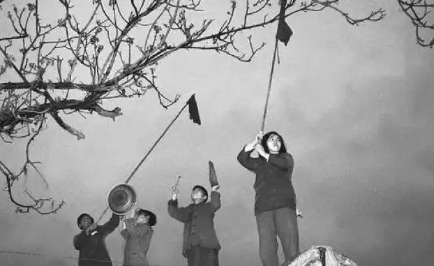 1958年毛主席下令打雀19亿只麻雀灭绝不料却引发一场灾难(图1)