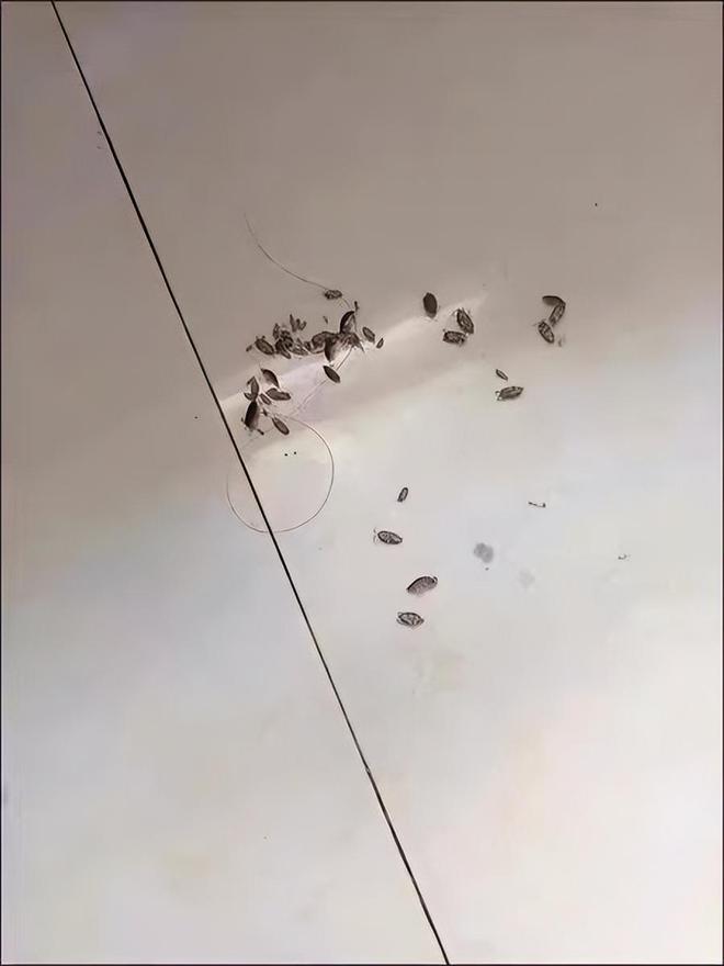 拒绝蟑螂同床共枕！(图5)