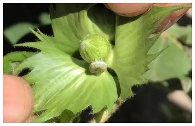 氯虫苯甲酰胺的作用和用途(图1)