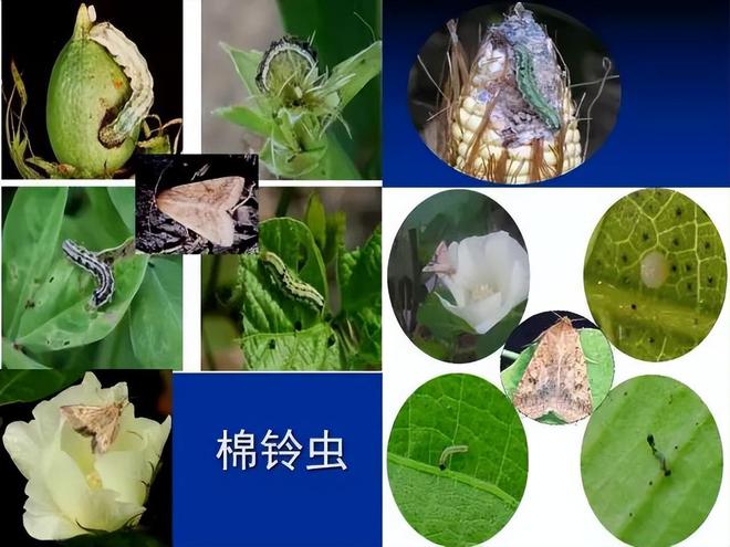 氯虫苯甲酰胺的作用和用途(图3)
