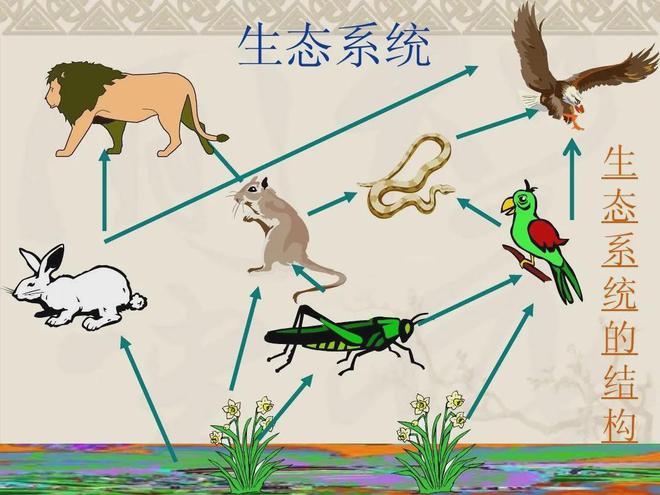 蚊子存在于地球上的作用是什么？若全部灭绝会有什么严重后果？(图2)
