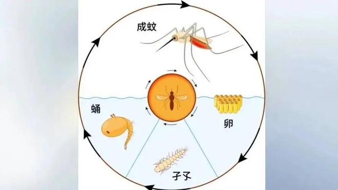 广州一小村庄男子公然放飞30万只蚊子为何村民却拍手称好？(图9)