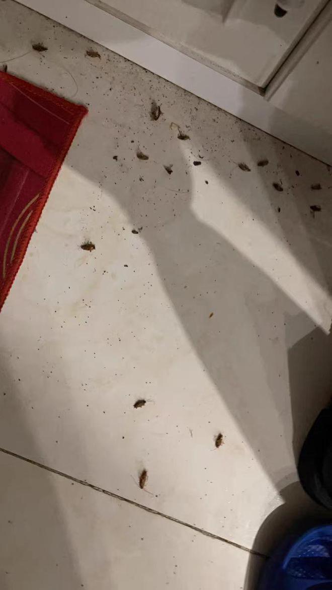 如何彻底消灭家中的蟑螂(图7)