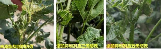 首次入选！祝贺！西北农林科技大学(图1)