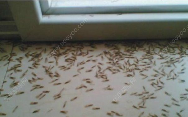 蚊虫怎么灭？怎么消灭蚊子最有效？[多图](图1)