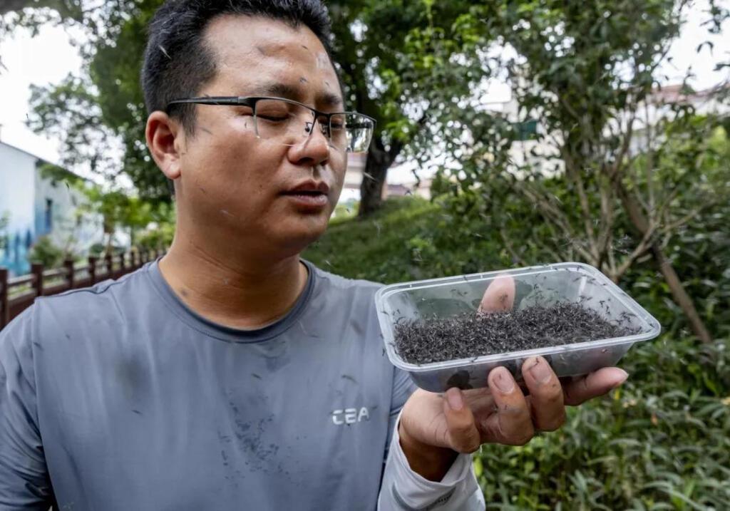 一周放出30万只蚊子！广州一乡村“以蚊治蚊”预防登革热(图1)