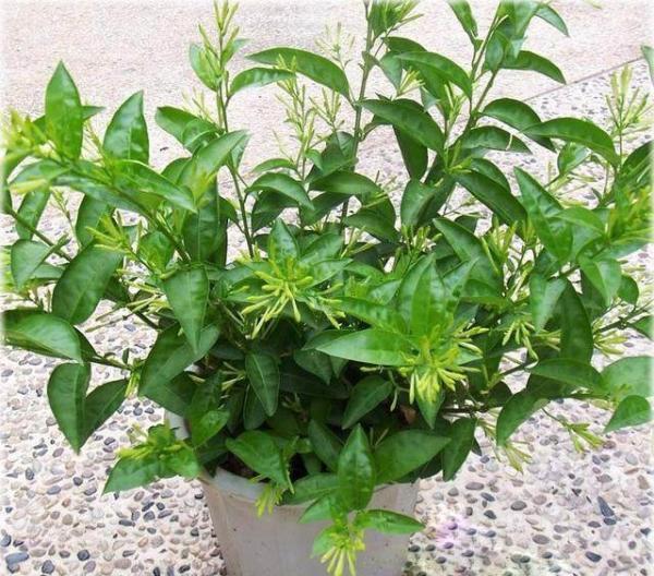 看看这些植物能帮你驱除蚊虫又是空气净化小能手新家必备!(图1)