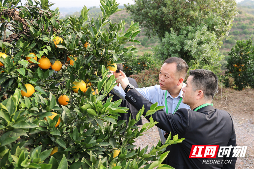 湖南省柑橘病虫害绿色防控与统防统治融合推进会在芷江举行(图3)