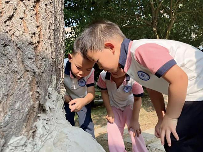 小学、幼儿园项目式学习案例——大树为什么倒了？(图2)