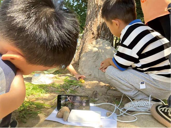 小学、幼儿园项目式学习案例——大树为什么倒了？(图5)