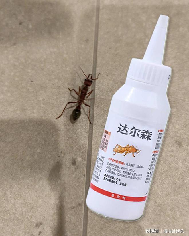 带翅膀的黑蚂蚁怎么消灭这几个招数帮你消灭蚂蚁(图3)