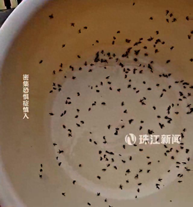 广东一村蚊子含量多到用盆装(图1)