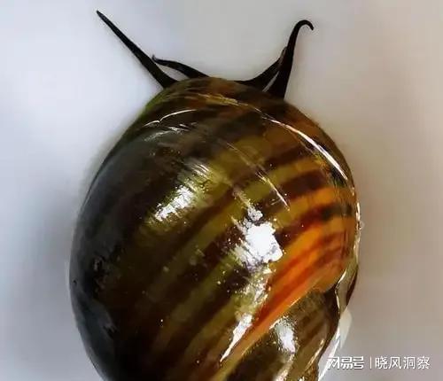 贵州一地惊现福寿螺天敌一年进食上万吨！专家：野外遇见躲远点(图4)