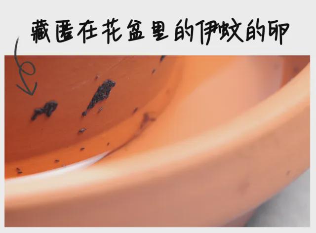 28℃！广东网友抓狂：家里怎么还有？(图1)