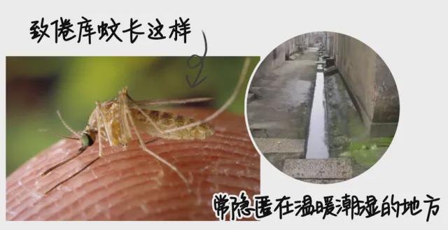 28℃！广东网友抓狂：家里怎么还有？(图4)