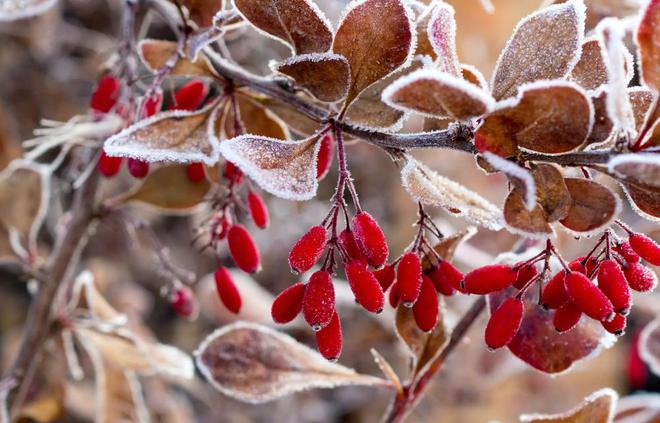 今年冬天很反常“三九多晴天”有啥预兆吗？今年是暖冬？(图9)