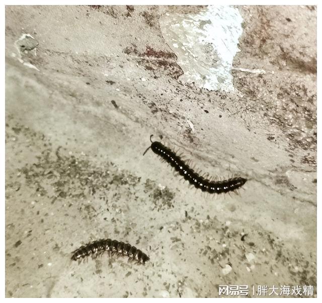 消灭土壤里马陆虫的小妙招土壤中马陆虫困扰？小招帮你驱除！(图2)