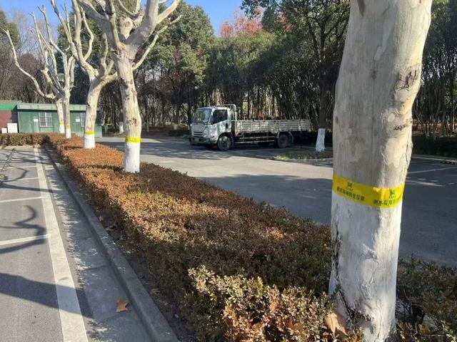树木为什么绑上“黄腰带”？原来是防治害虫的环保新招数(图2)
