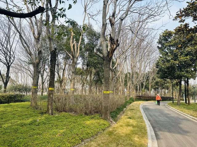 树木为什么绑上“黄腰带”？原来是防治害虫的环保新招数(图1)