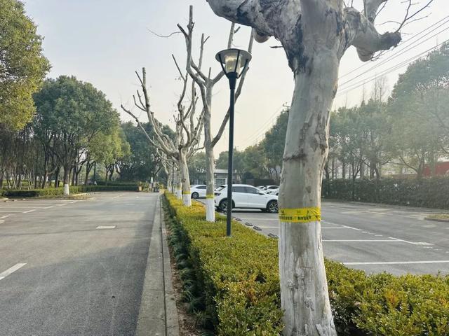 树木为什么绑上“黄腰带”？原来是防治害虫的环保新招数(图3)