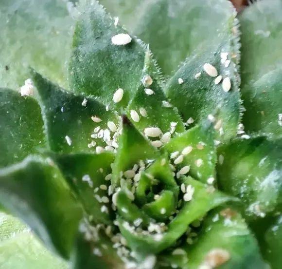 花草养得多了难免会有害虫这2种杀虫剂杀虫效果很明显(图1)