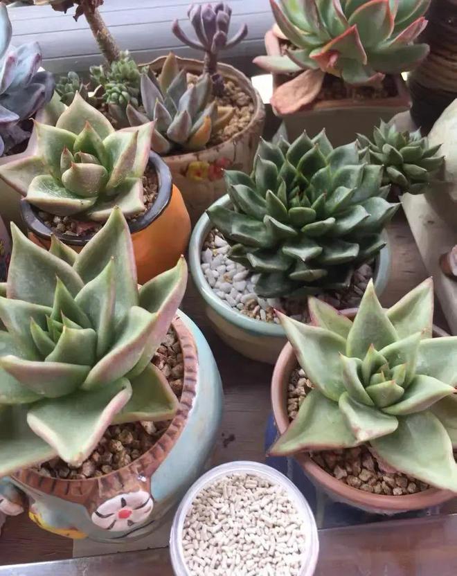 花草养得多了难免会有害虫这2种杀虫剂杀虫效果很明显(图4)