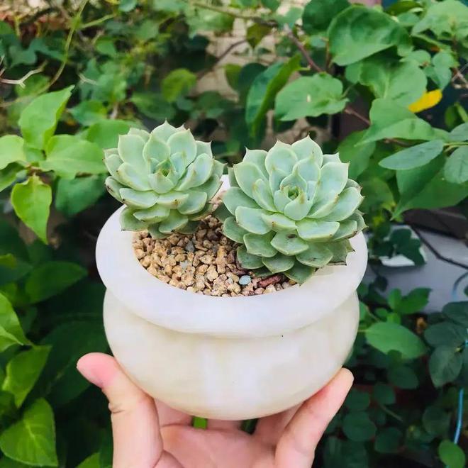 花草养得多了难免会有害虫这2种杀虫剂杀虫效果很明显(图2)