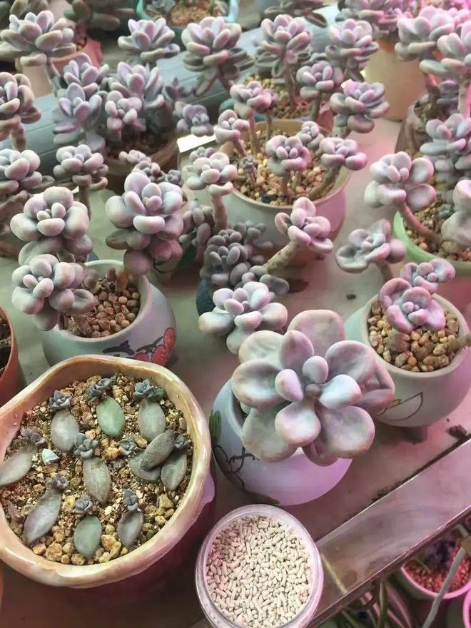 花草养得多了难免会有害虫这2种杀虫剂杀虫效果很明显(图3)