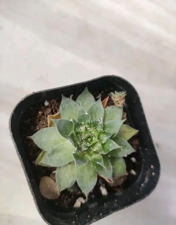 花草养得多了难免会有害虫这2种杀虫剂杀虫效果很明显(图5)