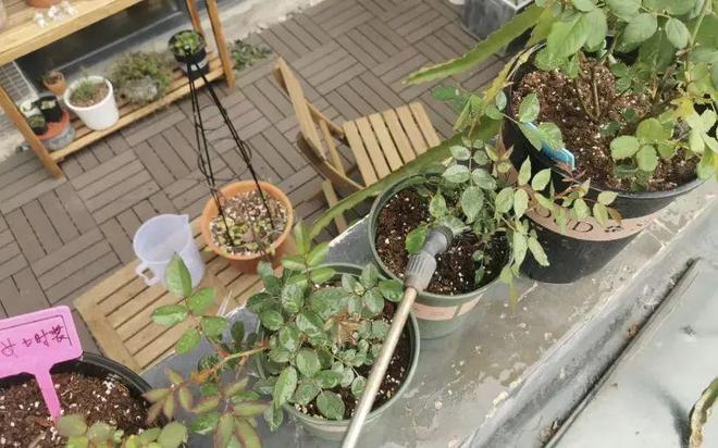 花草养得多了难免会有害虫这2种杀虫剂杀虫效果很明显(图7)