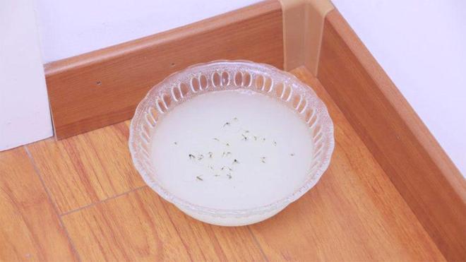 家里放碗水蚊子如“见鬼”。蚊子最怕它消灭得一只都不剩(图2)