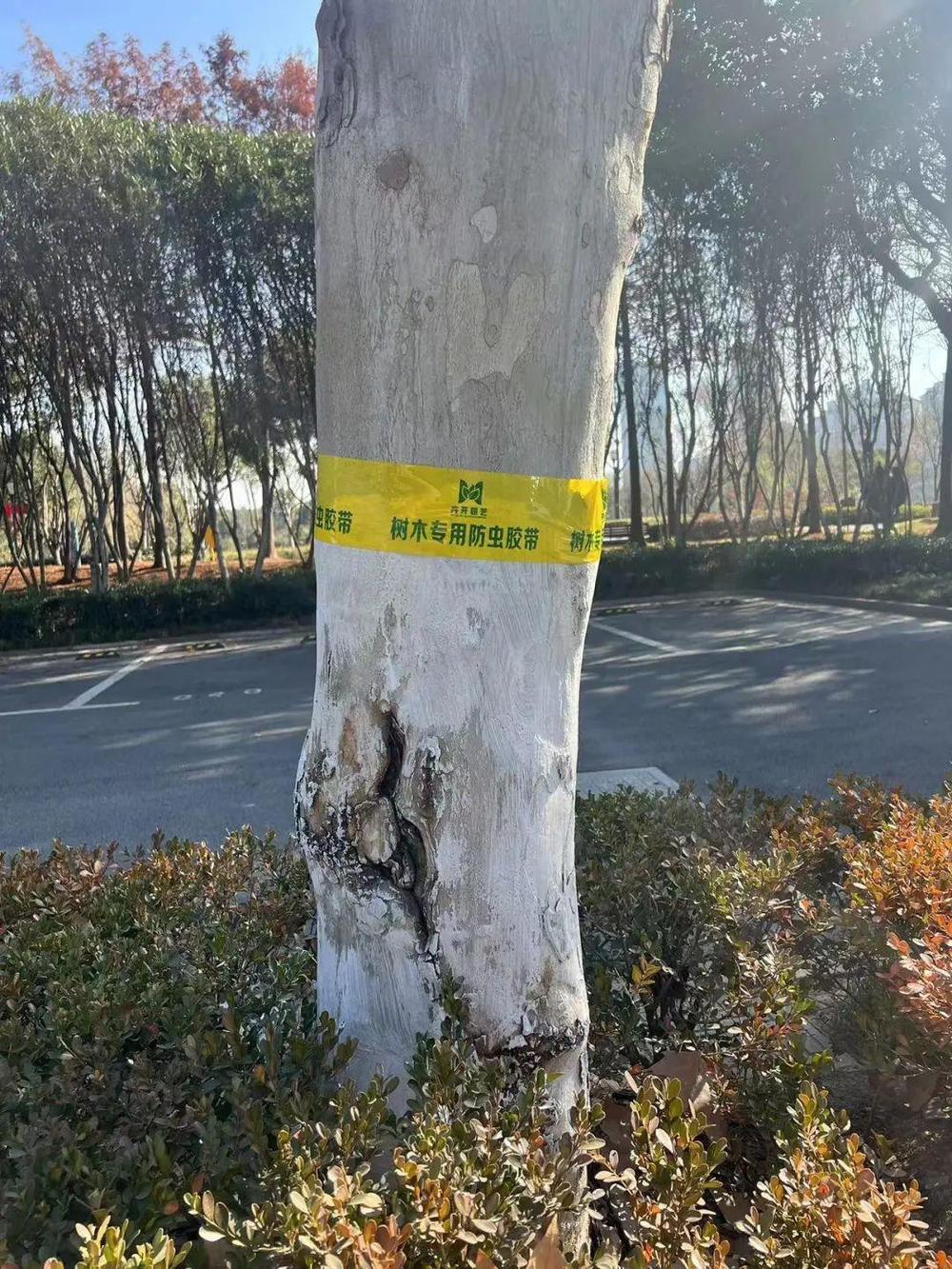 粘虫没商量！上海树木绑上防虫“黄腰带”(图4)