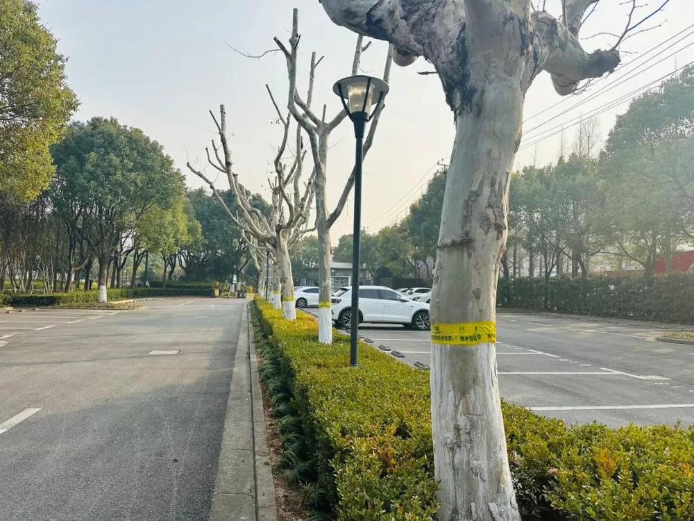 粘虫没商量！上海树木绑上防虫“黄腰带”(图2)