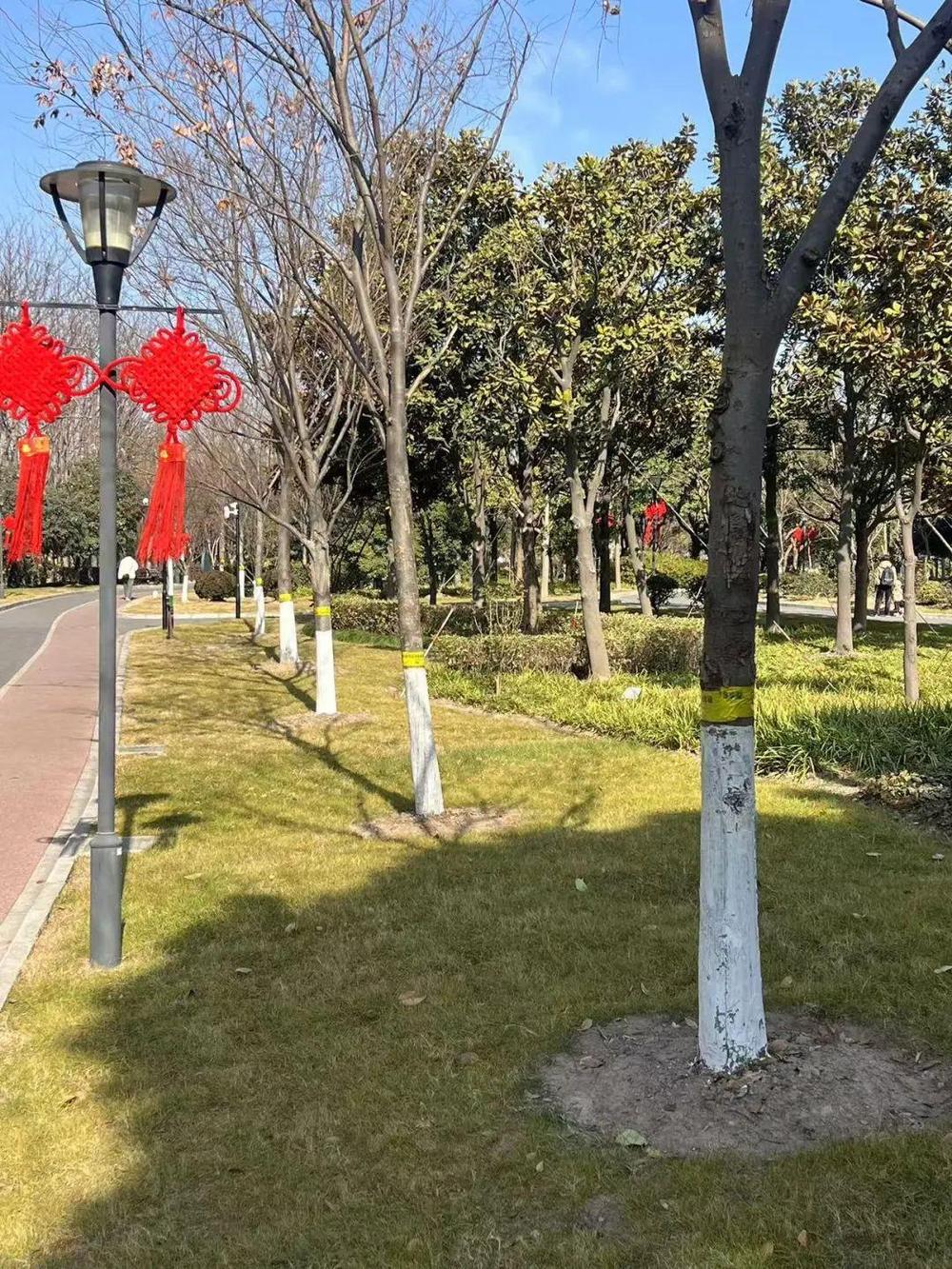 粘虫没商量！上海树木绑上防虫“黄腰带”(图3)