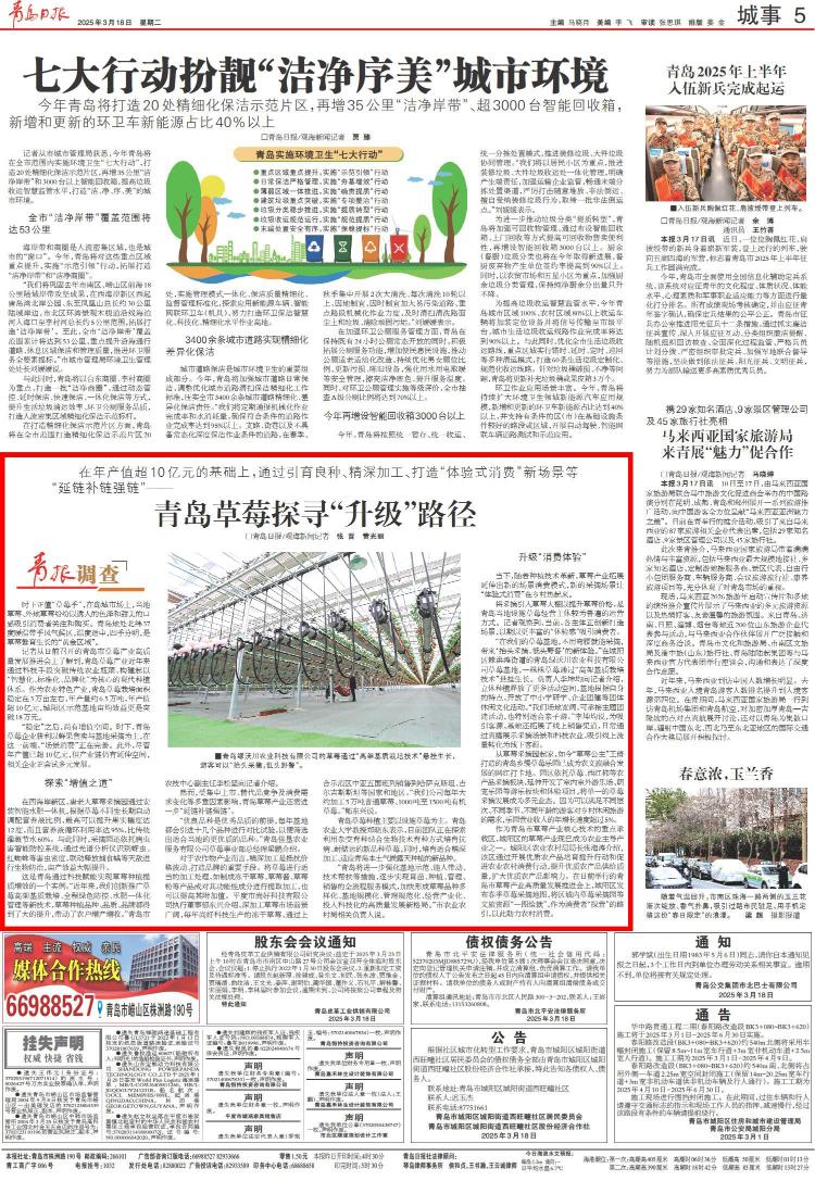 不用弯腰就能采摘！青岛草莓探寻“升级”路径(图2)